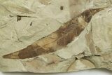 Fossil Leaf and Horsetail Plate - Green River Formation, Utah #368735-2